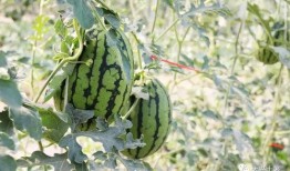 网红最新吃瓜视频大全,精彩瞬间不容错过